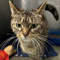 Thumbnail photo of Dove #3