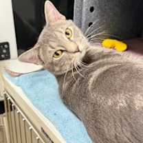 Thumbnail photo of Draven #2