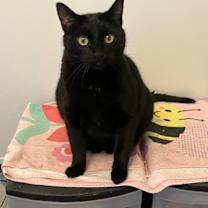 Thumbnail photo of Haze - Playful #1