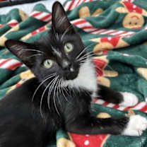 Thumbnail photo of Dipper Doodle Pines #1