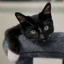 Thumbnail photo of Dipper Doodle Pines #2