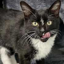 Thumbnail photo of Dipper Doodle Pines #3