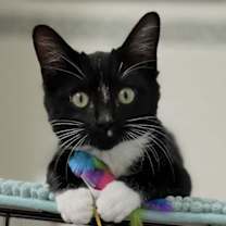 Thumbnail photo of Dipper Doodle Pines #4