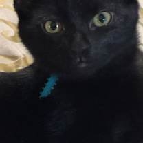 Thumbnail photo of Mika #1