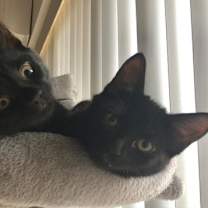 Thumbnail photo of Mika #3