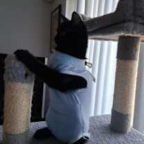 Thumbnail photo of Kami #4