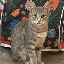 Thumbnail photo of Maizi #1