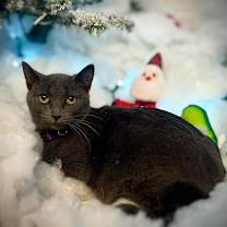 Thumbnail photo of Gracie 102C25 #1