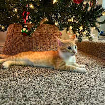 Thumbnail photo of Muenster #3