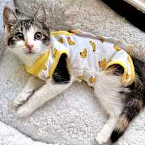 Thumbnail photo of Molly #1