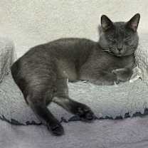 Thumbnail photo of Grimm #2