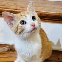 Thumbnail photo of KITTEN CUPID #4