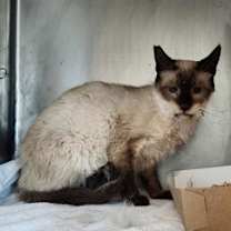 Thumbnail photo of 58844524 #3