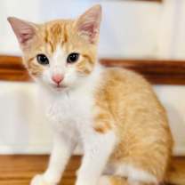 Thumbnail photo of KITTEN CUPID #1