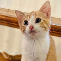 Thumbnail photo of KITTEN CUPID #2