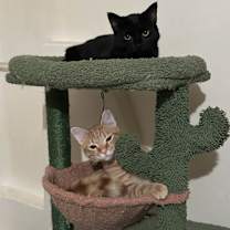 Thumbnail photo of Orange M #2 #2