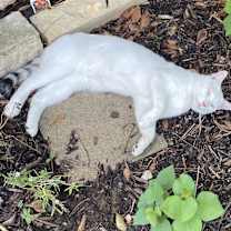 Thumbnail photo of Smokey #2