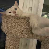 Thumbnail photo of Smokey #3