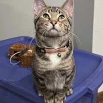 Thumbnail photo of Pippin *Fully Sponsored Adoption Fee* #2