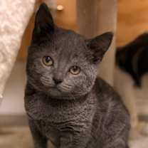 Thumbnail photo of Joey #1