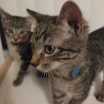 Thumbnail photo of Fagin Foxworth #2