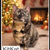 Thumbnail photo of Kit Kat (FCID#12/12/2025-401)  Willow Grove #1
