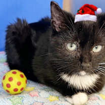 Thumbnail photo of Valentin #4