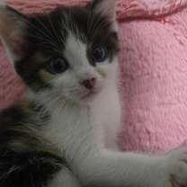 Thumbnail photo of Ornament #2