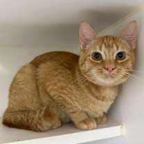 Thumbnail photo of Osso Bucco #1