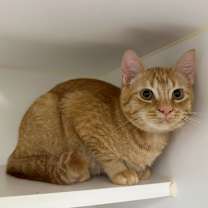 Thumbnail photo of Osso Bucco #2