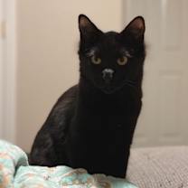 Thumbnail photo of Binx #1