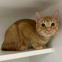 Thumbnail photo of Osso Bucco #3