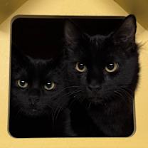 Thumbnail photo of Binx #2