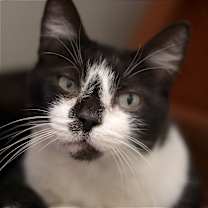 Thumbnail photo of Biscuit #1