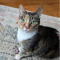 Thumbnail photo of Evelina #1