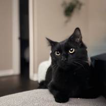 Thumbnail photo of Binx #3