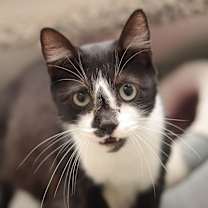 Thumbnail photo of Biscuit #2