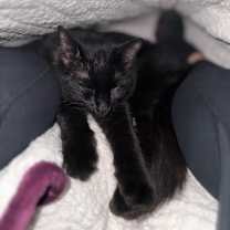 Thumbnail photo of Binx #4