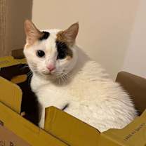 Thumbnail photo of Cali Biscuits #3