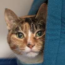 Thumbnail photo of Evelina #3