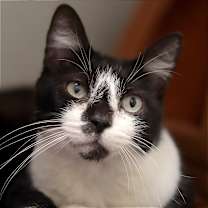 Thumbnail photo of Biscuit #4