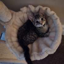 Thumbnail photo of Synyster #2