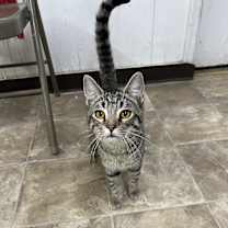 Thumbnail photo of Scoops #1