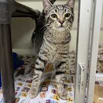 Thumbnail photo of Scoops #2