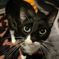 Thumbnail photo of Primrose #1