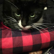 Thumbnail photo of Primrose #2