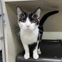 Thumbnail photo of Smudge #1