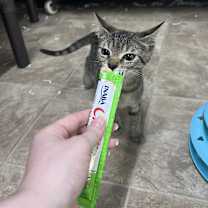 Thumbnail photo of Goldie #2