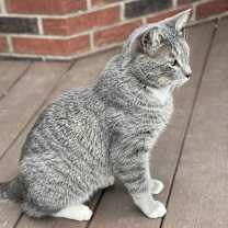 Thumbnail photo of Shirkan #3