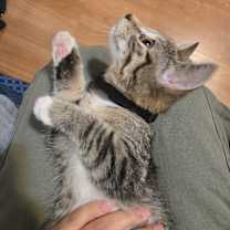 Thumbnail photo of Synyster #3